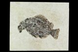 Bargain, 5.2" Fossil Fish (Cockerellites) - Wyoming - #129655-1